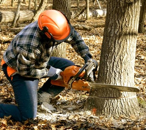 Tree Removal in Colt, AR
